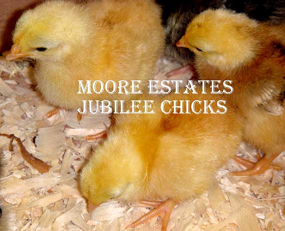 Jubilee Orpington Bantam Chicks Cheepiing away in one of our breeding areas.