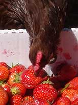 Chocolate Orpington Bantam named Riley plundering the strawberry box